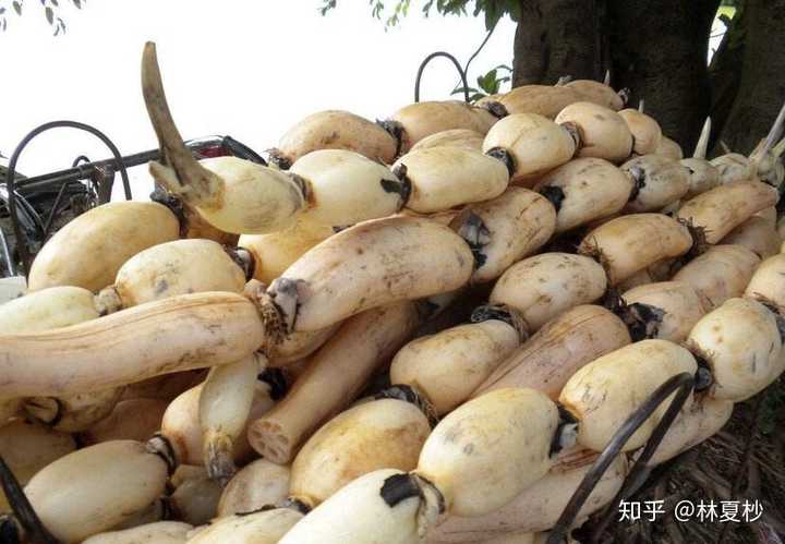 富硒地瓜是红薯吗（红薯地瓜富硒是什么意思）-硒宝网