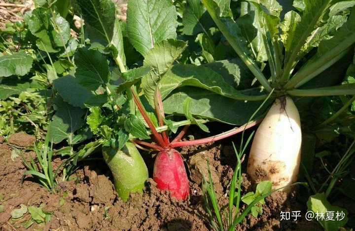 富硒地瓜是红薯吗（红薯地瓜富硒是什么意思）-硒宝网
