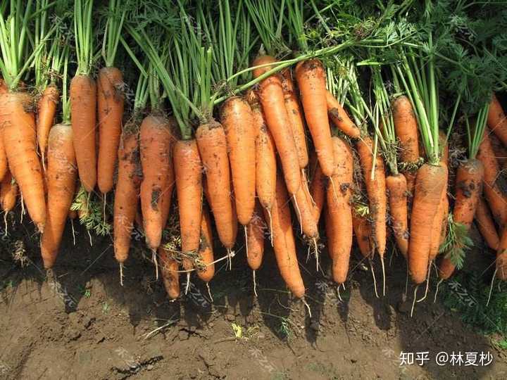 富硒地瓜是红薯吗（红薯地瓜富硒是什么意思）-硒宝网