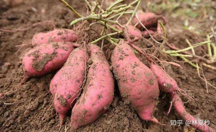 富硒地瓜是红薯吗（红薯地瓜富硒是什么意思）-硒宝网