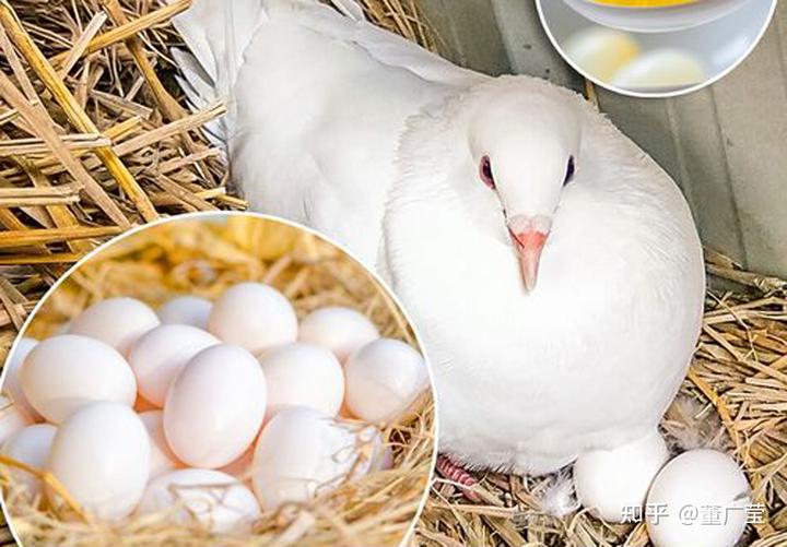 烟台有富硒地瓜吗（富硒地瓜和烟薯25的区别）-硒宝网