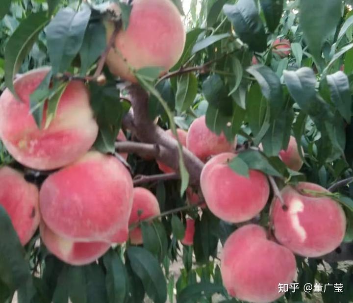 烟台有富硒地瓜吗（富硒地瓜和烟薯25的区别）-硒宝网