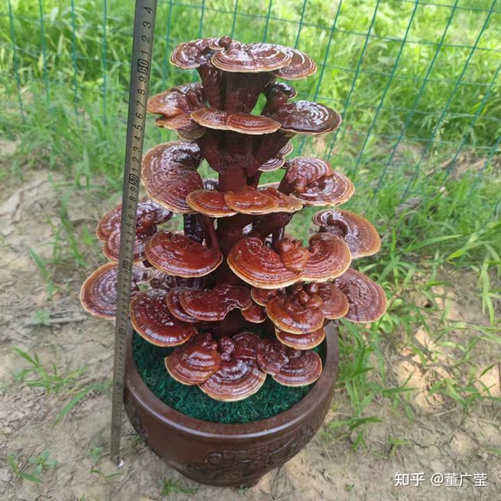 烟台有富硒地瓜吗（富硒地瓜和烟薯25的区别）-硒宝网