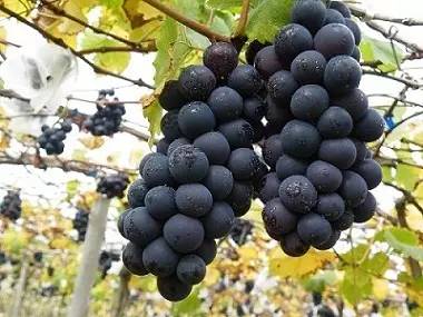 桥头富硒地瓜避坑（桥头地瓜含硒真的高吗）-硒宝网