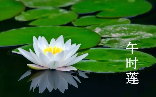 桥头富硒地瓜避坑（桥头地瓜含硒真的高吗）-硒宝网