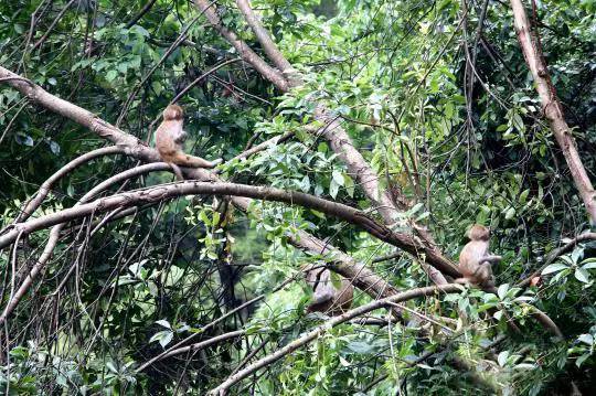 桥头富硒地瓜避坑（桥头地瓜含硒真的高吗）-硒宝网