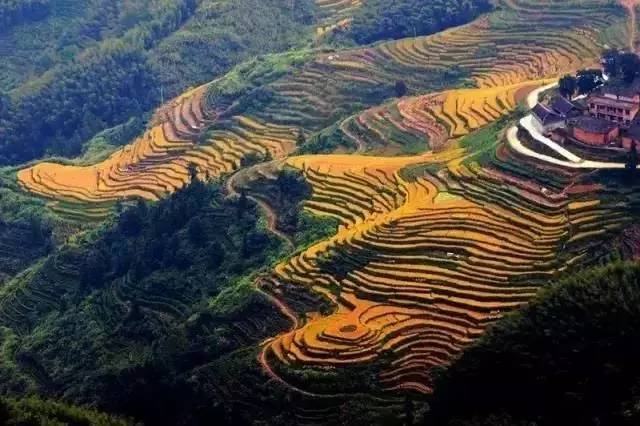 桥头富硒地瓜避坑（桥头地瓜含硒真的高吗）-硒宝网