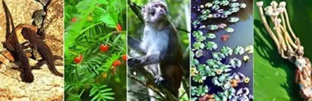 桥头富硒地瓜避坑（桥头地瓜含硒真的高吗）-硒宝网