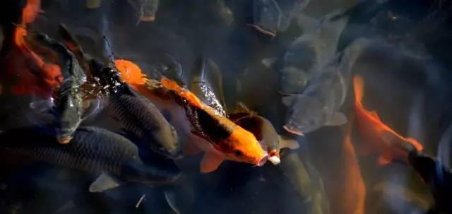 桥头富硒地瓜避坑（桥头地瓜含硒真的高吗）-硒宝网