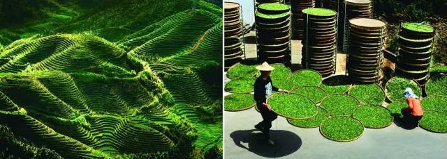 桥头富硒地瓜避坑（桥头地瓜含硒真的高吗）-硒宝网