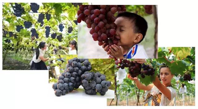 桥头富硒地瓜避坑（桥头地瓜含硒真的高吗）-硒宝网