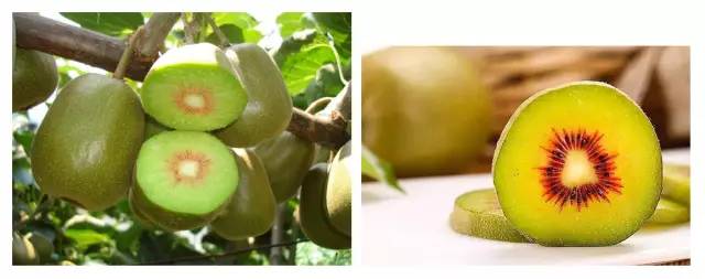 桥头富硒地瓜避坑（桥头地瓜含硒真的高吗）-硒宝网