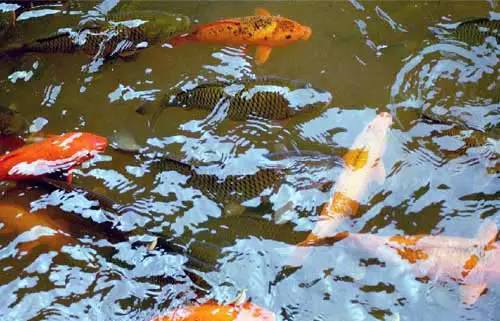 桥头富硒地瓜避坑（桥头地瓜含硒真的高吗）-硒宝网