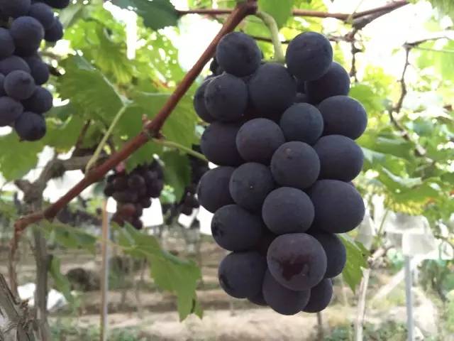 桥头富硒地瓜避坑（桥头地瓜含硒真的高吗）-硒宝网