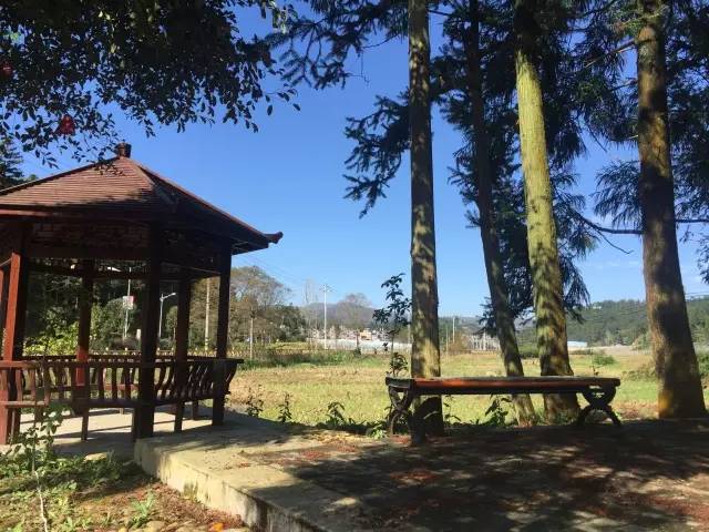 桥头富硒地瓜避坑（桥头地瓜含硒真的高吗）-硒宝网