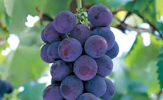 桥头富硒地瓜避坑（桥头地瓜含硒真的高吗）-硒宝网