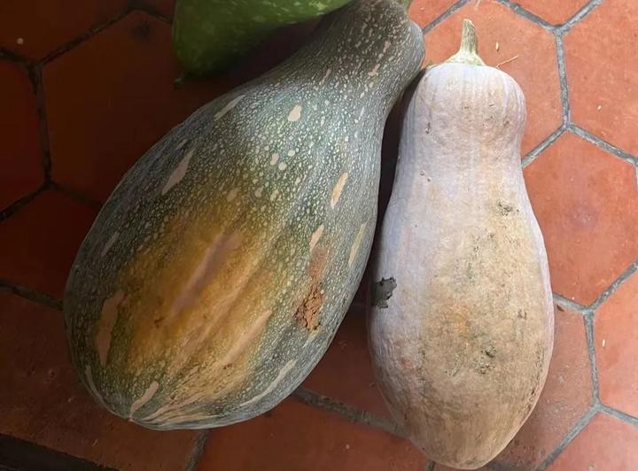 富硒地瓜晒得好处(吃晒的地瓜会胖吗)-硒宝网