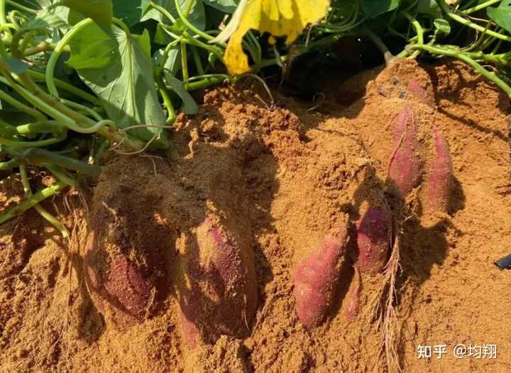 富硒地瓜含磷高吗(地瓜含磷富硒高吗)-硒宝网