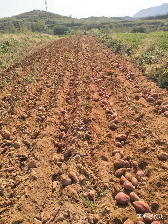 富硒地瓜含磷高吗(地瓜含磷富硒高吗)-硒宝网