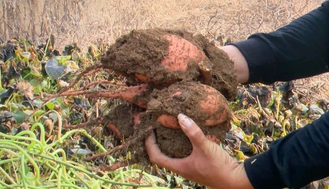 富硒地瓜区别在哪(富硒地瓜和红薯区别)-硒宝网