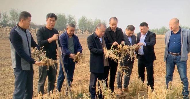 富硒地瓜区别在哪(富硒地瓜和红薯区别)-硒宝网