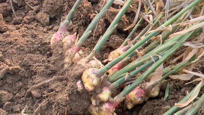 富硒地瓜区别在哪(富硒地瓜和红薯区别)-硒宝网