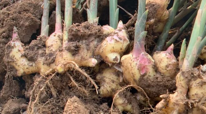 富硒地瓜区别在哪(富硒地瓜和红薯区别)-硒宝网