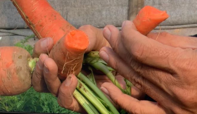 富硒地瓜区别在哪(富硒地瓜和红薯区别)-硒宝网