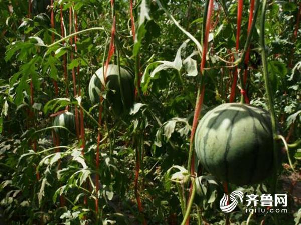 南采富硒沙土地瓜（富硒地瓜多少钱一斤）-硒宝网