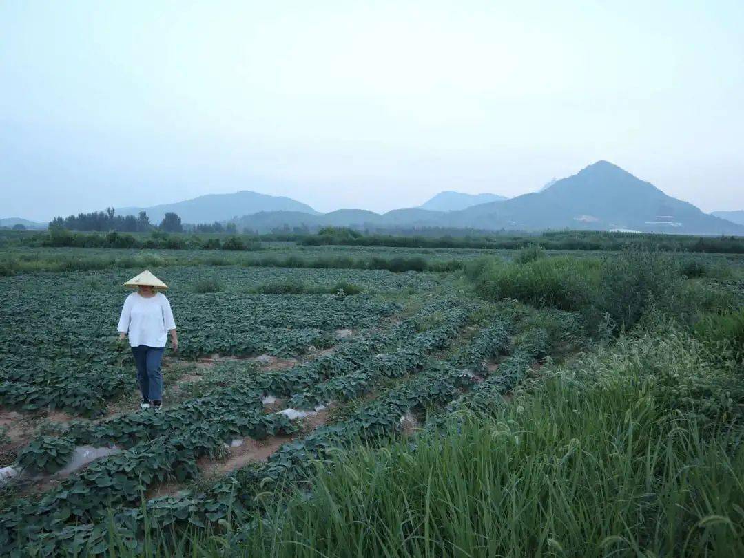烟薯是富硒地瓜吗(烟薯地瓜富硒是什么东西)-硒宝网