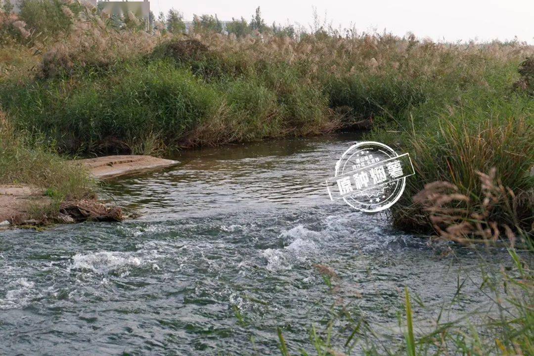 烟薯是富硒地瓜吗(烟薯地瓜富硒是什么东西)-硒宝网