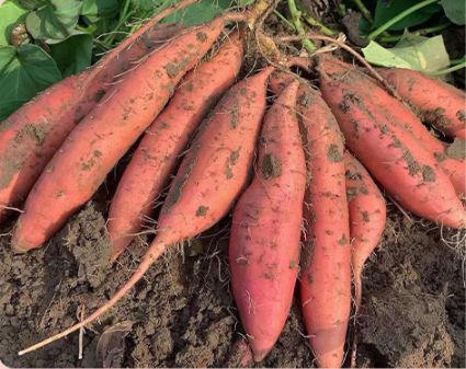 烟薯是富硒地瓜吗(烟薯地瓜富硒是什么品种)-硒宝网