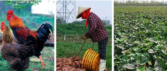 烟薯是富硒地瓜吗(烟薯地瓜富硒是什么品种)-硒宝网