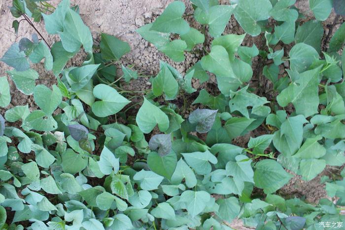 小地主富硒地瓜干(富硒地瓜有什么好处)-硒宝网