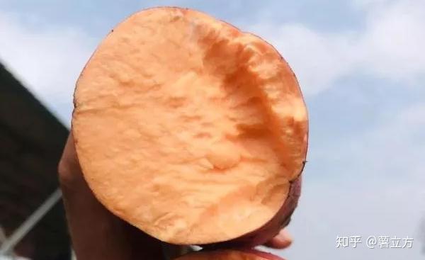 桥头富硒地瓜阿冬(桥头镇富硒地瓜)-硒宝网