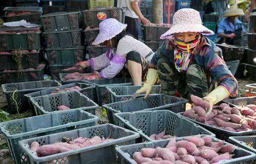 南采富硒沙土地瓜(富硒地瓜怎么吃好吃)-硒宝网