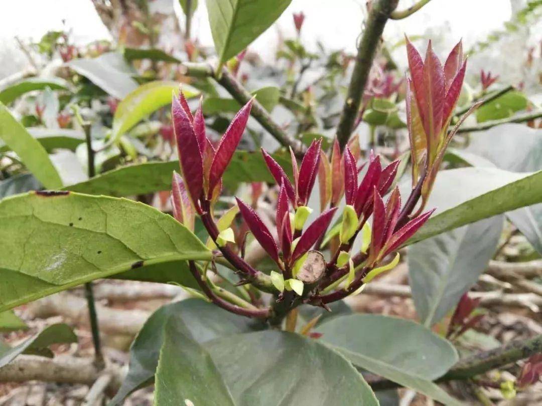 南采富硒沙土地瓜(富硒地瓜怎么吃好吃)-硒宝网