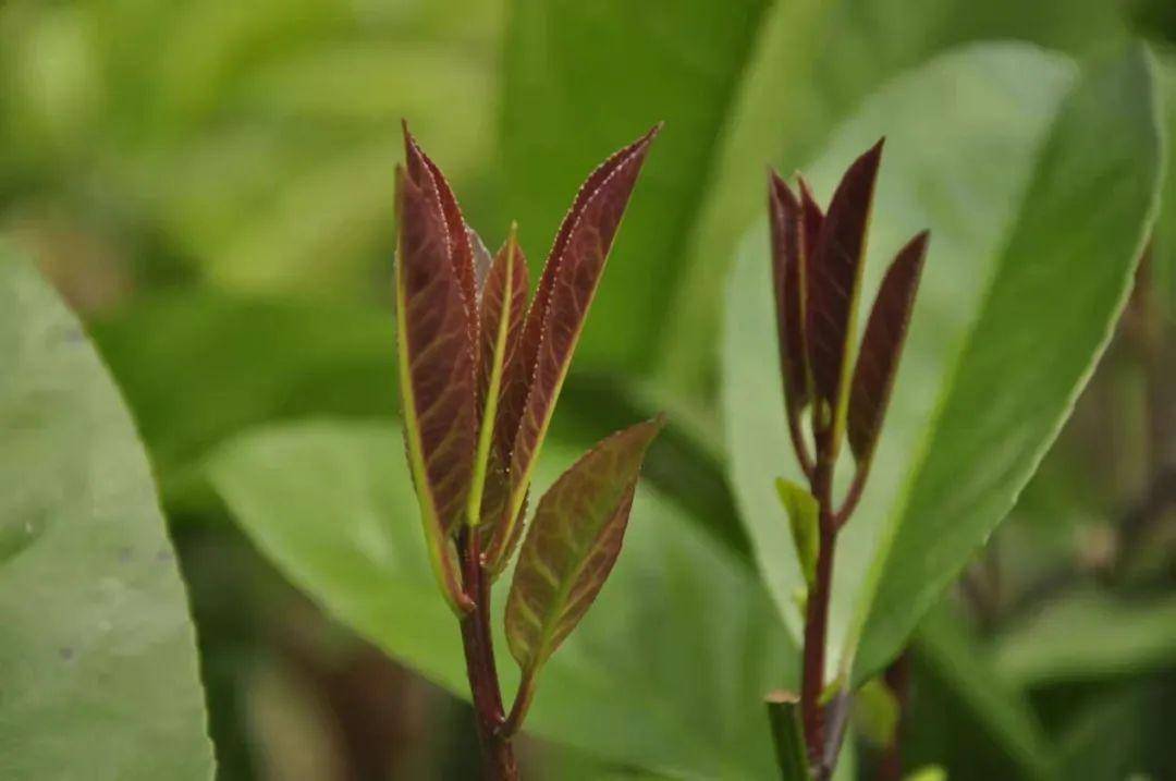 南采富硒沙土地瓜(富硒地瓜怎么吃好吃)-硒宝网