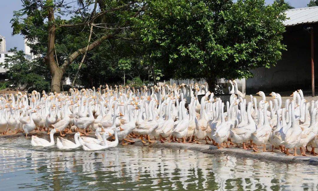 南采富硒沙土地瓜(富硒地瓜怎么吃好吃)-硒宝网