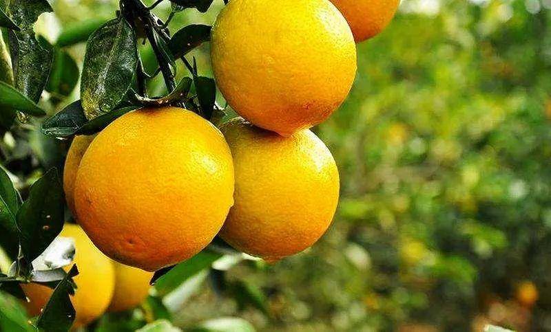 南采富硒沙土地瓜(富硒地瓜怎么吃好吃)-硒宝网