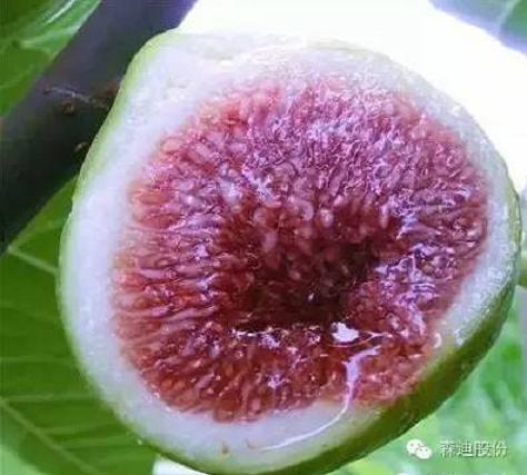 地瓜用富硒叶面肥(地瓜叶富硒用面肥可以吗)-硒宝网