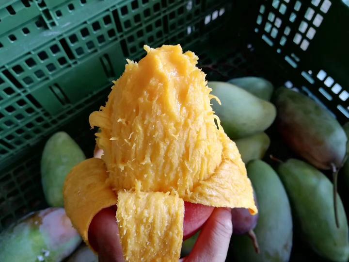 三亚富硒桥头地瓜（三亚桥头地瓜富硒基地地址）-硒宝网