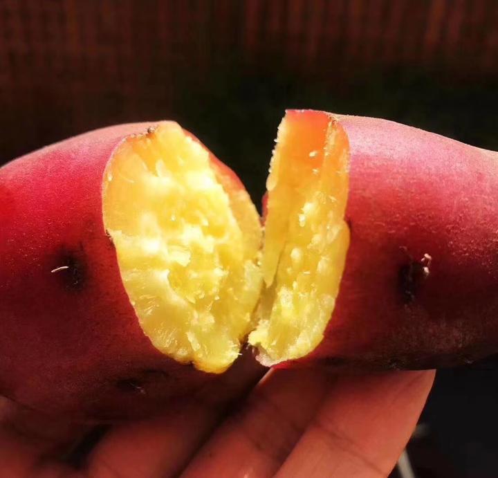 三亚富硒桥头地瓜（三亚桥头地瓜富硒基地地址）-硒宝网