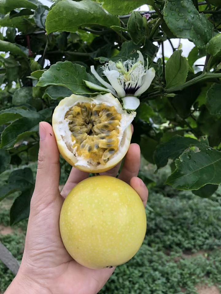 三亚富硒桥头地瓜（三亚桥头地瓜富硒基地地址）-硒宝网
