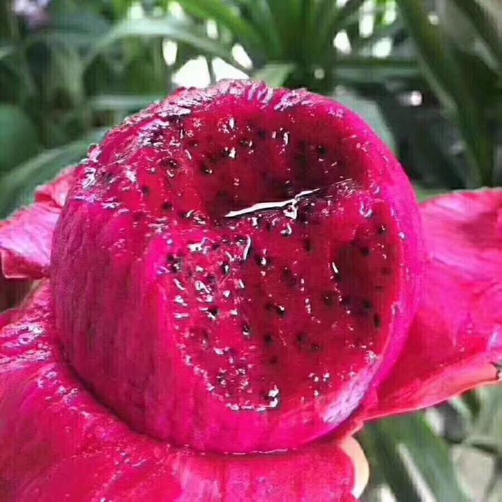 三亚富硒桥头地瓜（三亚桥头地瓜富硒基地地址）-硒宝网