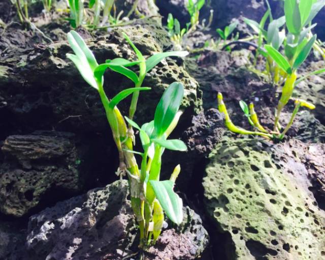 富硒地瓜什么样的（富硒地瓜营养价值）-硒宝网