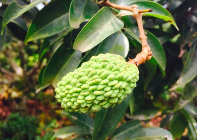 富硒地瓜什么样的（富硒地瓜营养价值）-硒宝网