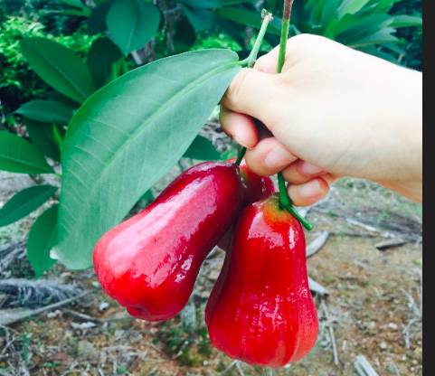 富硒地瓜什么样的（富硒地瓜营养价值）-硒宝网