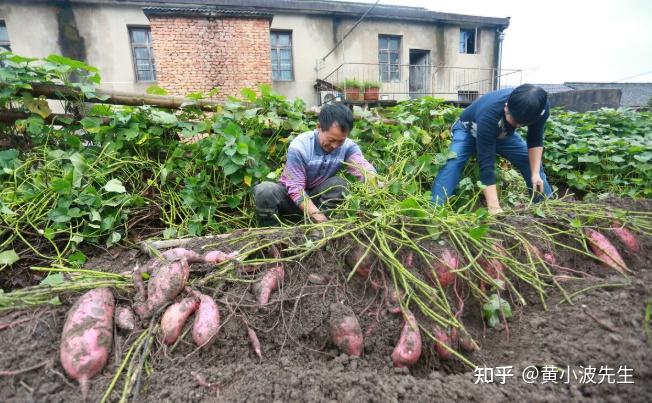 石河子富硒地瓜苗(石河子富硒地瓜苗)-硒宝网