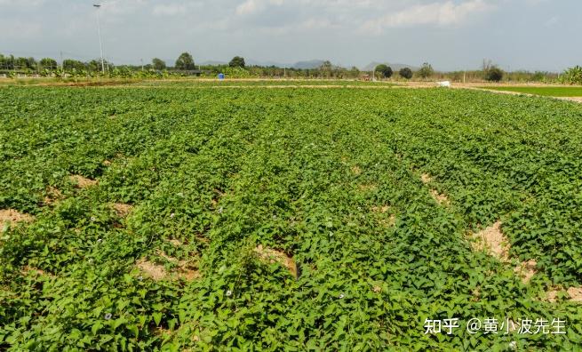 石河子富硒地瓜苗(石河子富硒地瓜苗)-硒宝网